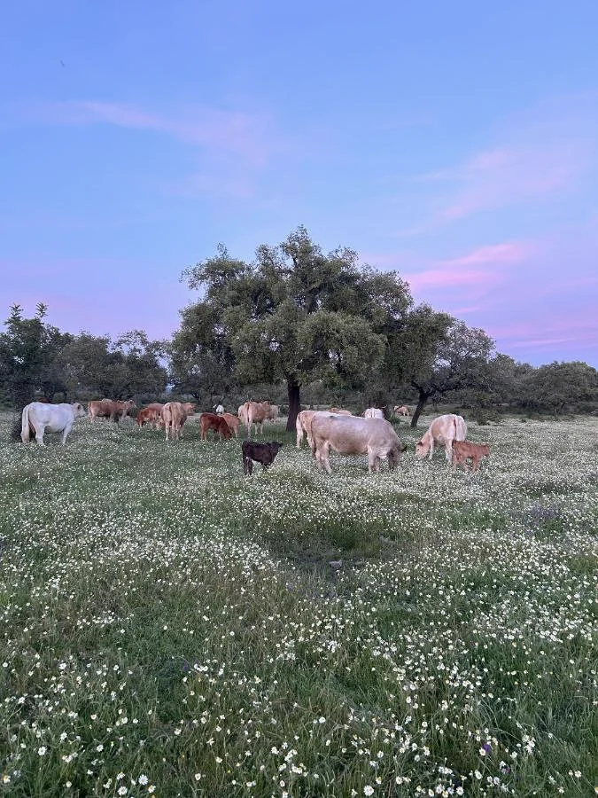 animales 44