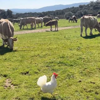 finca-ganaderia