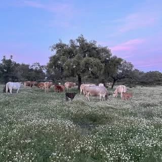 finca-ganaderia